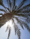 a palm tree in the sunshine under blue sky Royalty Free Stock Photo