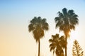 Palm tree and sunside Royalty Free Stock Photo