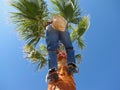 Palm tree surgeon 4-09