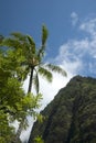 Maui Palm Tree in Mountains