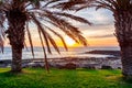 Palm tree on Tenerife at sunset, Canary islands, Spain Royalty Free Stock Photo