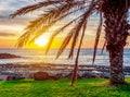 Palm tree on Tenerife at sunset, Canary islands, Spain Royalty Free Stock Photo