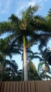 Palm Tree Terrace Royalty Free Stock Photo