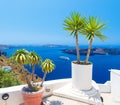 Palm tree on terrace with sea view in Firostefani village, Santorini island, Greece Royalty Free Stock Photo
