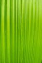 Palm tree texture green Royalty Free Stock Photo