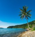 Palm tree on Thai rocky beach, Chang island