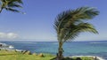 The palm tree is tilted in the sun by gusts of wind Royalty Free Stock Photo