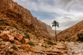 Palm tree in Todra gorges, Morocco Royalty Free Stock Photo