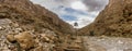 Palm tree in Todra gorges, Morocco