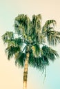 Palm Tree on Toned Pink and Turquoise Blue Duotone Sky Background. Trendy Pastel Colors. Surrealistic Vintage Style. Copy Space Royalty Free Stock Photo