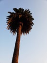 Palm Tree: Took this while heading to the Hollywood walk of fame and was very pleased with sunset giving the tree nice shadows.