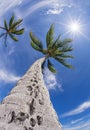 Palm tree top against blue sky Royalty Free Stock Photo