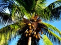 Palm tree top before blue sky with coconut fruits close up Royalty Free Stock Photo