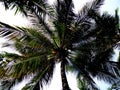 Palm tree top before blue sky with coconut fruits close up Royalty Free Stock Photo