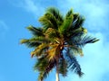 Palm tree top before blue sky with coconut fruits close up Royalty Free Stock Photo