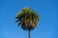 Palm Tree Top, coconut palm tree Royalty Free Stock Photo