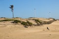 Palm Tree on Top of Dune Being Rehabilitated