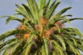 Palm tree top Royalty Free Stock Photo