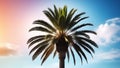 Palm tree top over pink and blue sky background. Exotic tropical summer plant Royalty Free Stock Photo