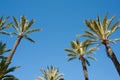 Palm tree tops Royalty Free Stock Photo