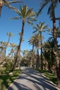 Palm tree tops Royalty Free Stock Photo