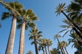 Palm tree tops Royalty Free Stock Photo