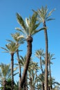 Palm tree tops Royalty Free Stock Photo