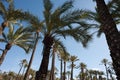 Palm tree tops Royalty Free Stock Photo
