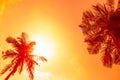 Palm tree tops against a bright orange sky at sunset. Travel and tourism to tropical countries Royalty Free Stock Photo