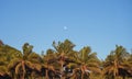 Palm tree tops against the sky with the moon Royalty Free Stock Photo