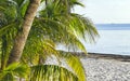 Palm tree palm trees at the Caribbean beach Cancun Mexico Royalty Free Stock Photo