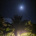 Palm tree tripocal night Royalty Free Stock Photo