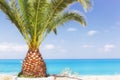 Palm tree on a tropic island