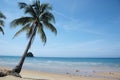 Palm Tree on Tropical Beach