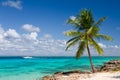 Palm tree on the tropical beach