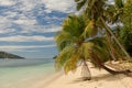 Palm Tree on tropical beach