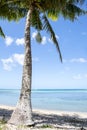 Palm tree on a tropical beach