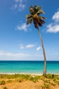 Palm Tree on Tropical Beach against Ocean Royalty Free Stock Photo