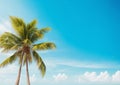 Palm tree on a tropical beach with blue sky and white clouds abstract background Royalty Free Stock Photo