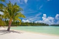 Palm tree on a tropical beach, Isle of Pines Royalty Free Stock Photo