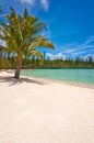 Palm tree on a tropical beach, Isle of Pines Royalty Free Stock Photo