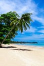 Palm tree on a tropical beach in Khao Lak Thailand Royalty Free Stock Photo