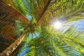 Exotic Palm tree on a Tropical island beach in Dominican Republic