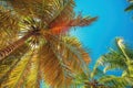 Palm tree and Tropical beach in Punta Cana, Dominican Republic Royalty Free Stock Photo