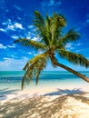 Palm on tree on tropical beach with turquoise sea and white sand Royalty Free Stock Photo