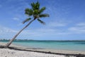 Palm tree on tropical beach Royalty Free Stock Photo