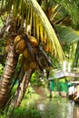 Palm tree tropical forest in backwater of Kochin, Kerala, India Royalty Free Stock Photo