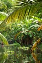 Palm tree tropical forest in backwater of Kochin, Kerala, India Royalty Free Stock Photo