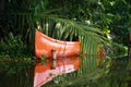 Palm tree tropical forest in backwaters. Royalty Free Stock Photo