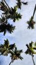 Palm tree or tropical gardan view from bottom side